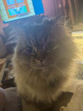 Meet your Posher, Josephine